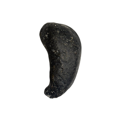 Fossil Whale Ear Bone