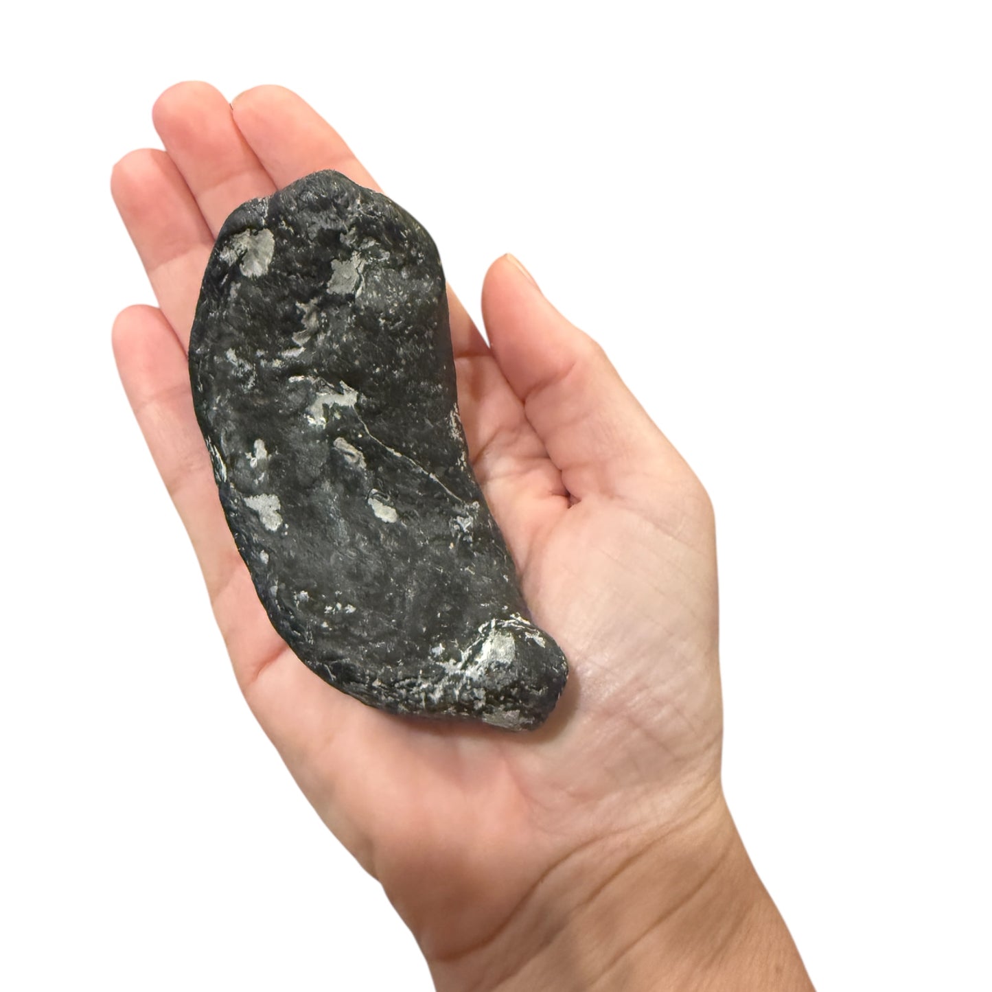 Fossil Whale Ear Bone