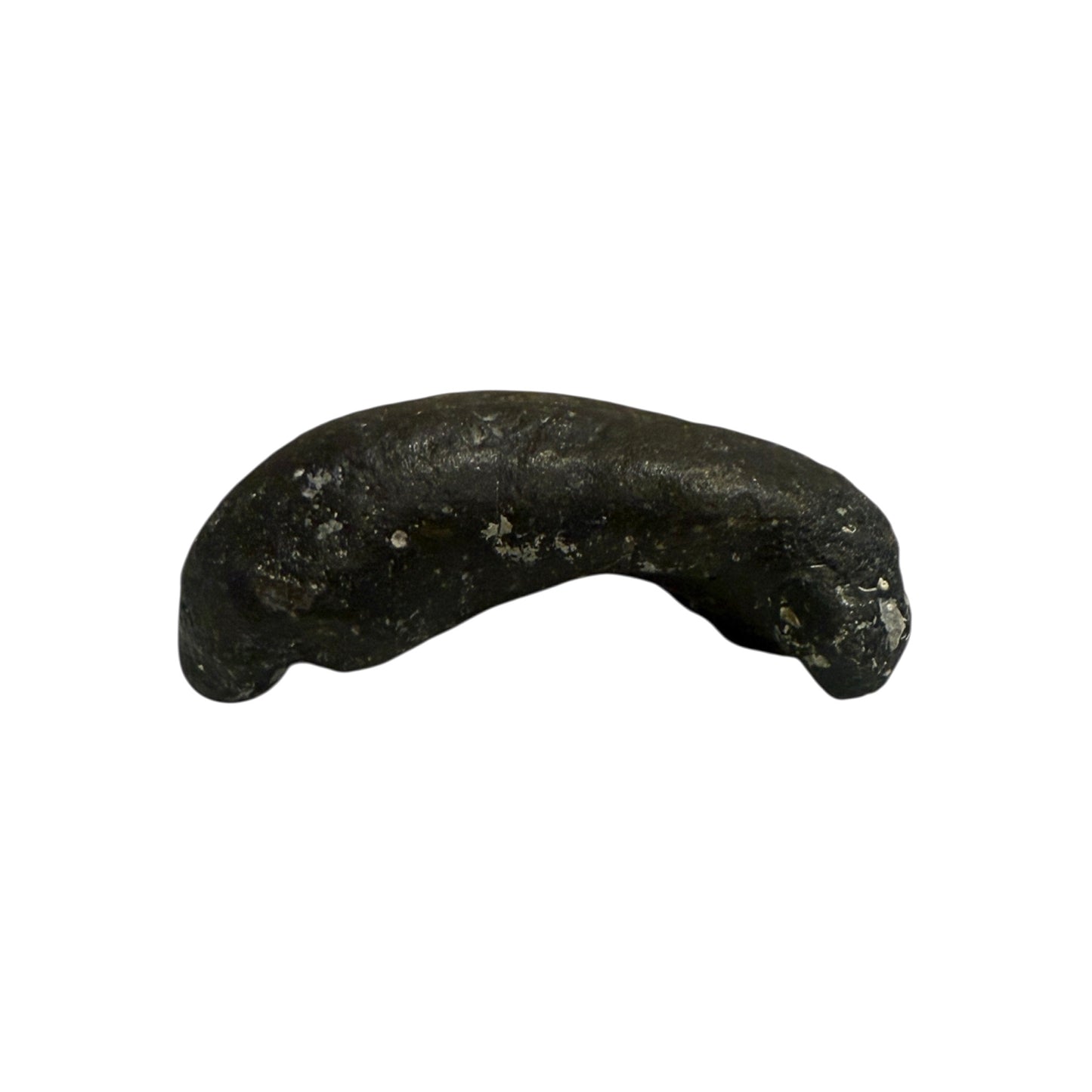 Fossil Whale Ear Bone