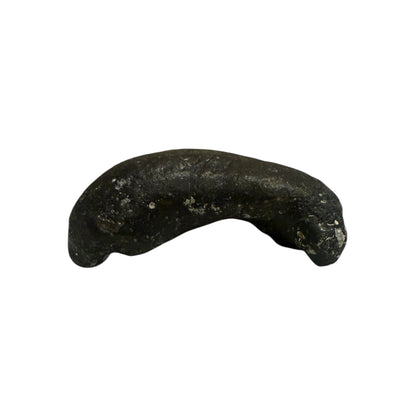 Fossil Whale Ear Bone