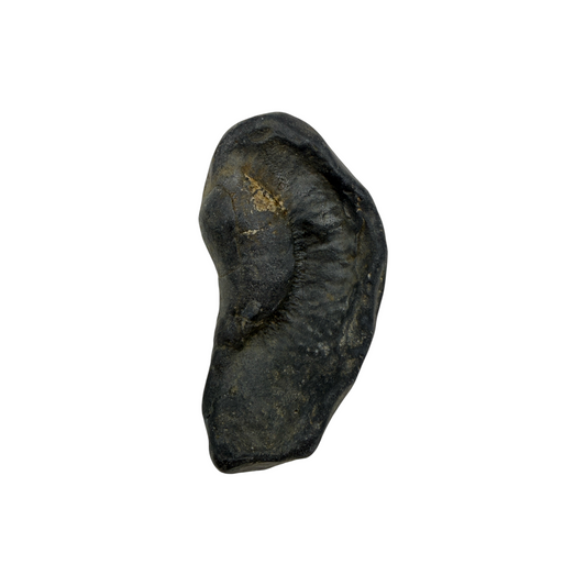 Fossil Whale Ear Bone