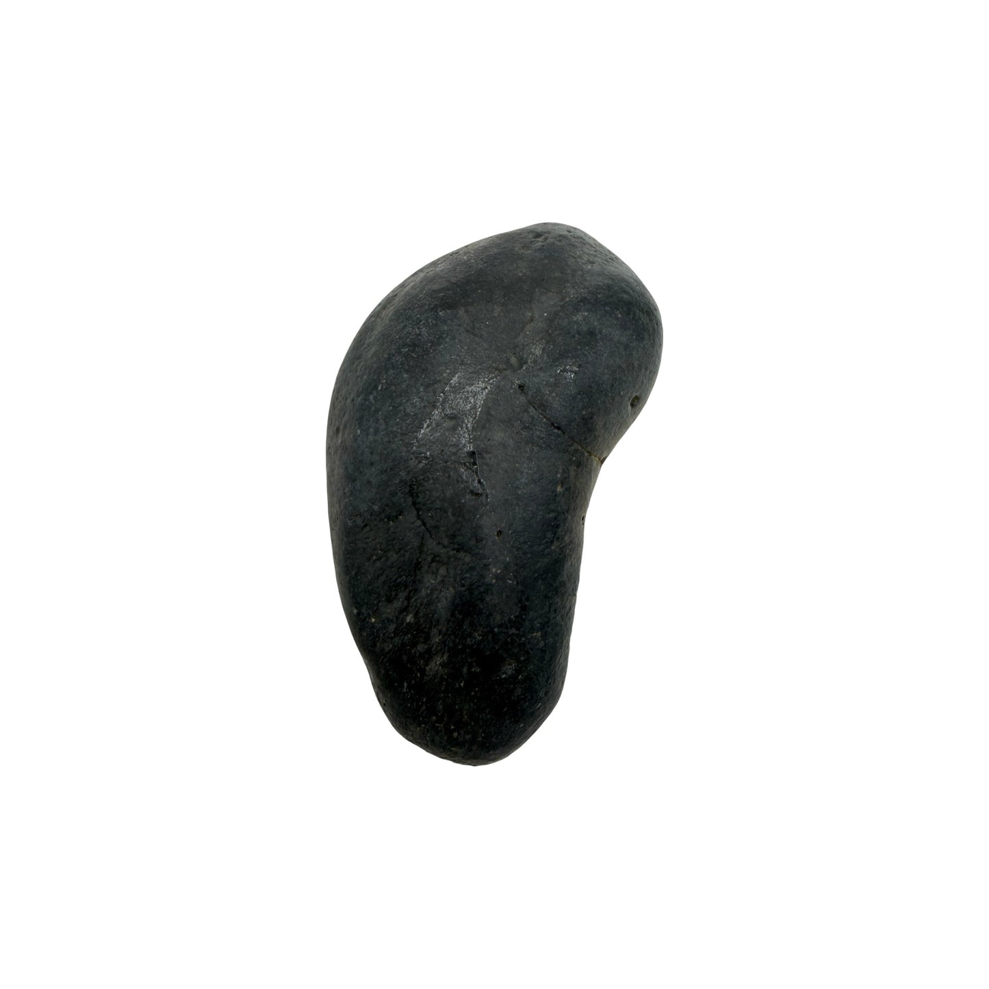 Fossil Whale Ear Bone