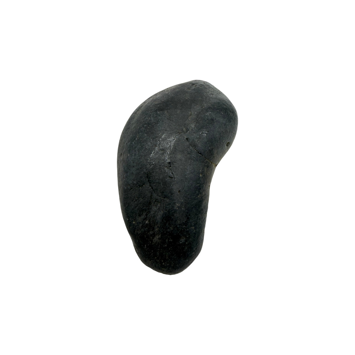 Fossil Whale Ear Bone