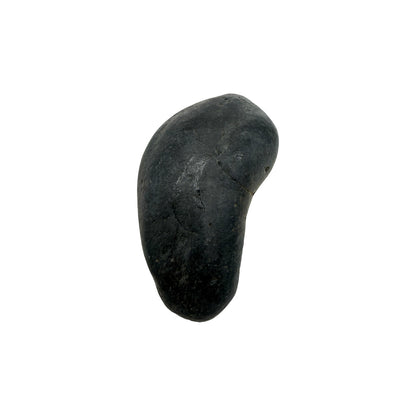 Fossil Whale Ear Bone