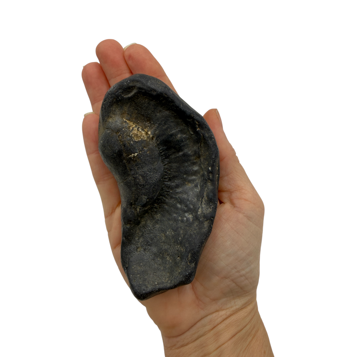 Fossil Whale Ear Bone