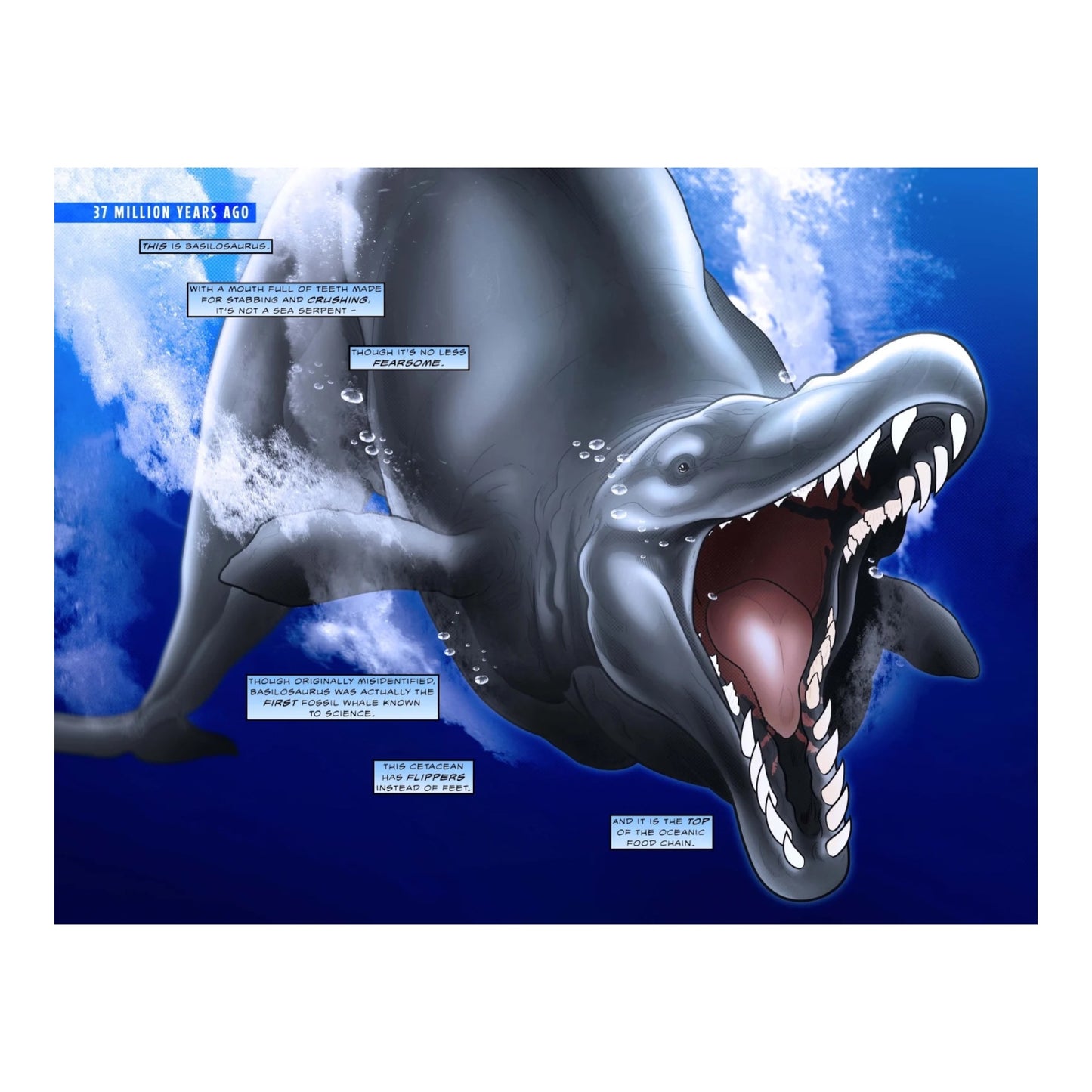 50 Million Years of Whales