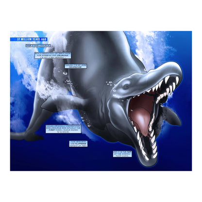 50 Million Years of Whales