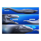 50 Million Years of Whales