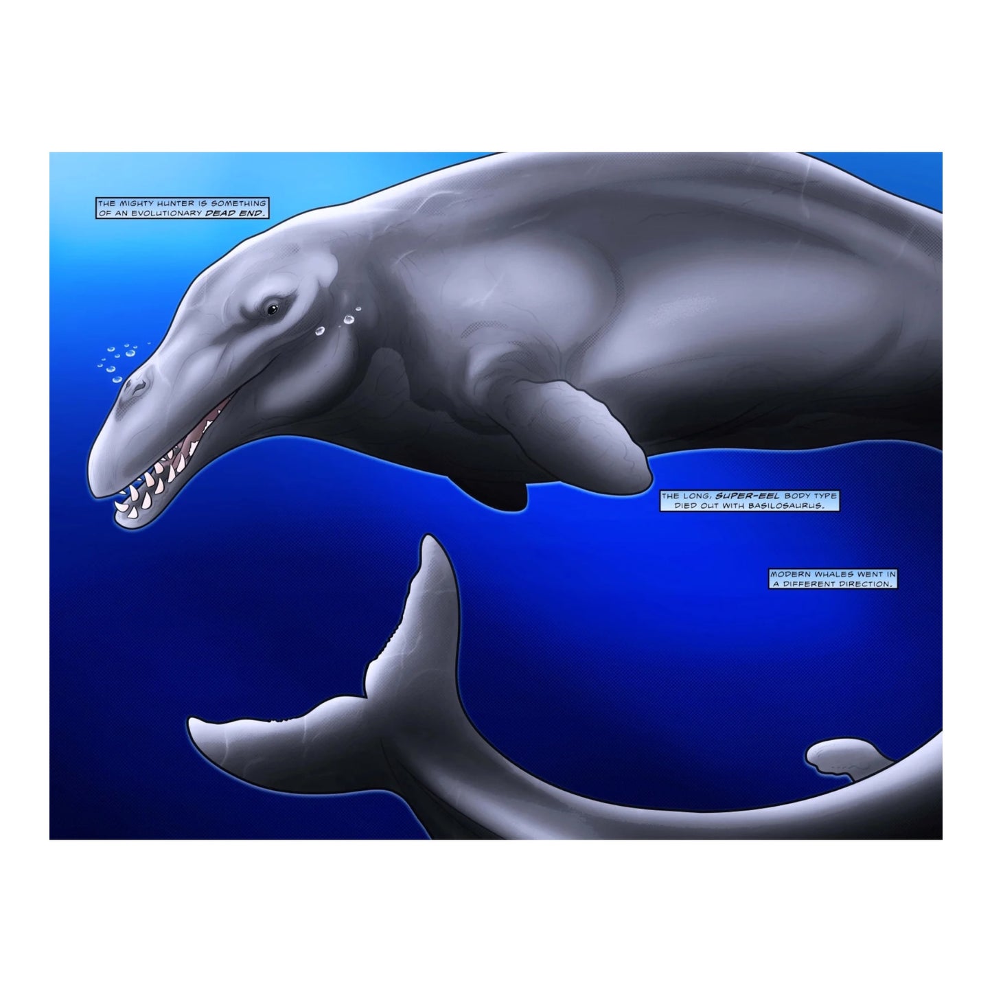 50 Million Years of Whales