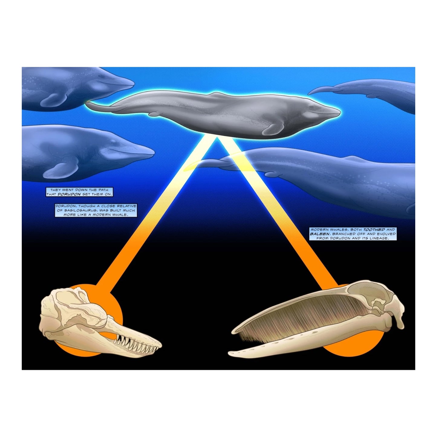 50 Million Years of Whales