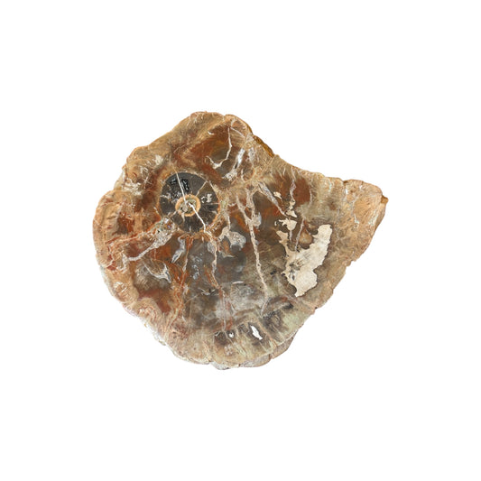Petrified Wood Slice