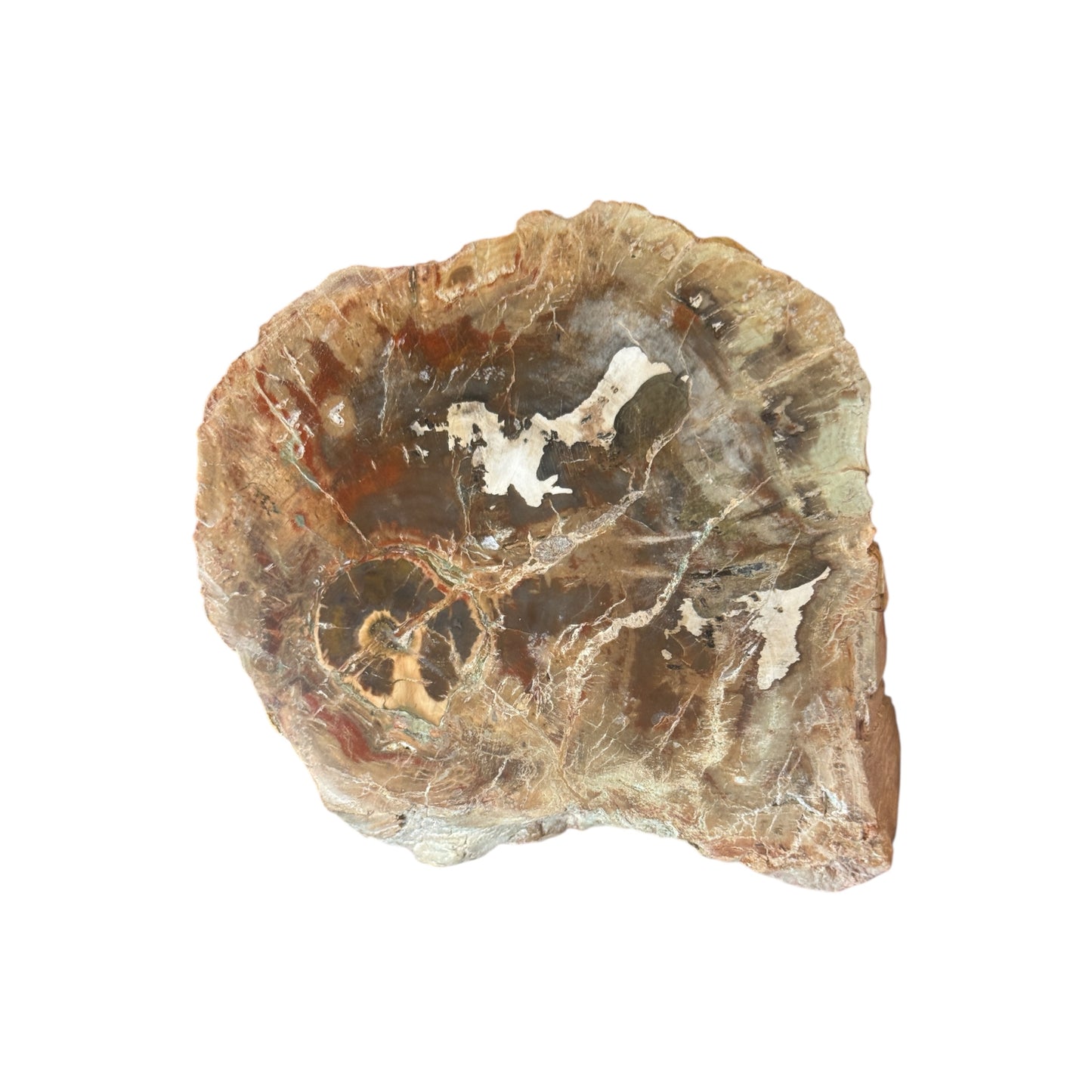 Petrified Wood Slice