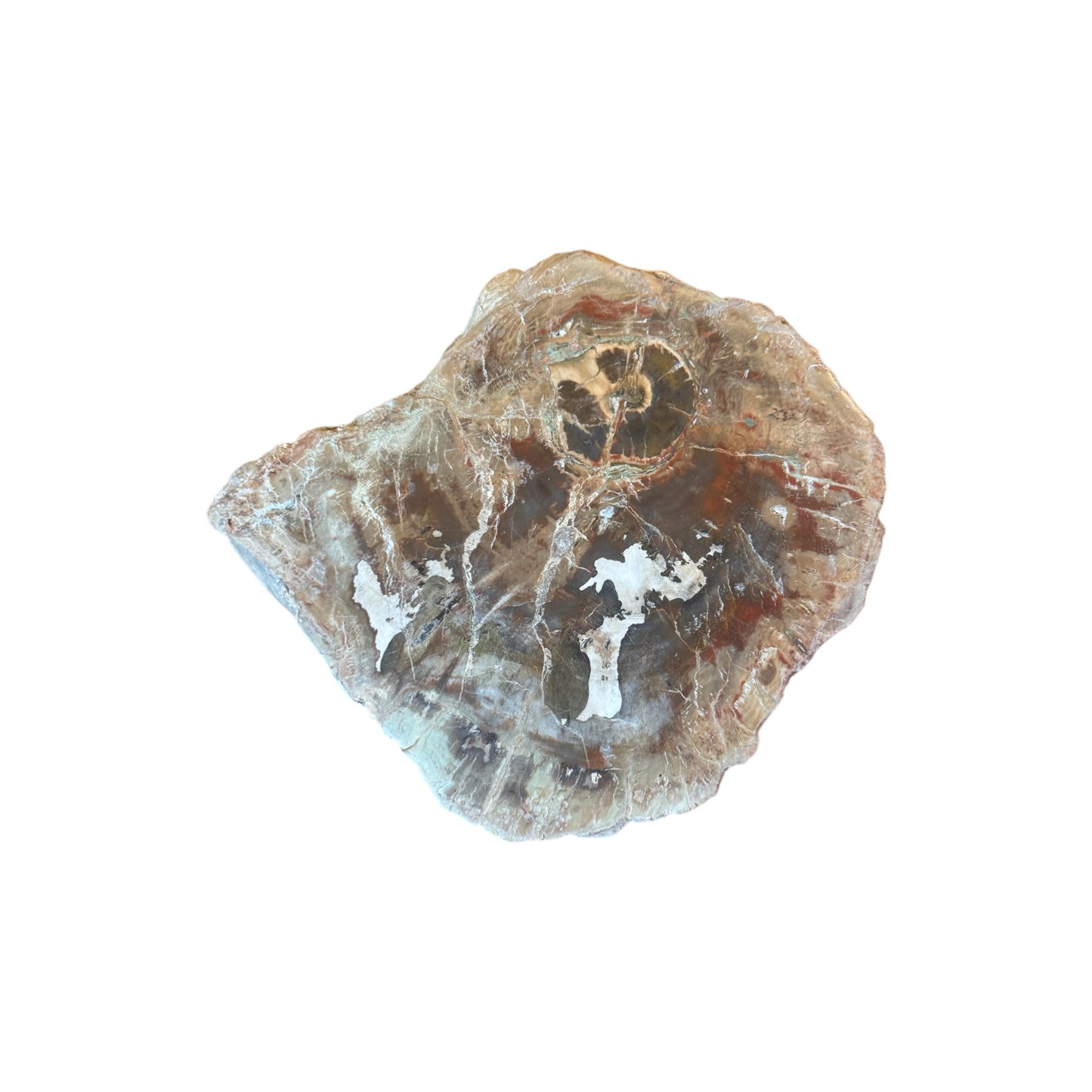 Petrified Wood Slice