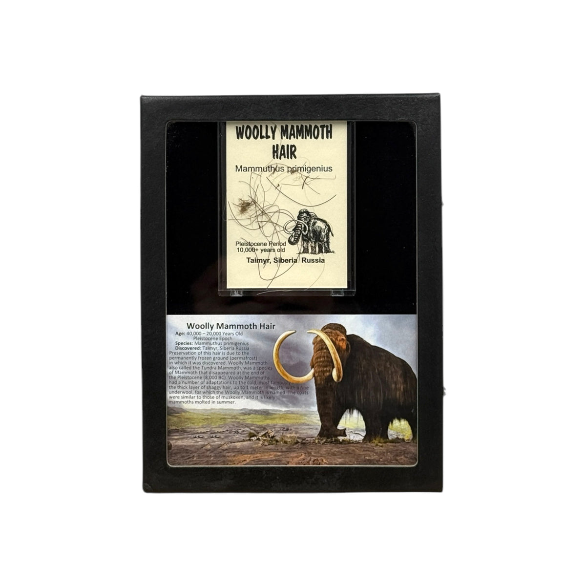 Woolly Mammoth Hair Display