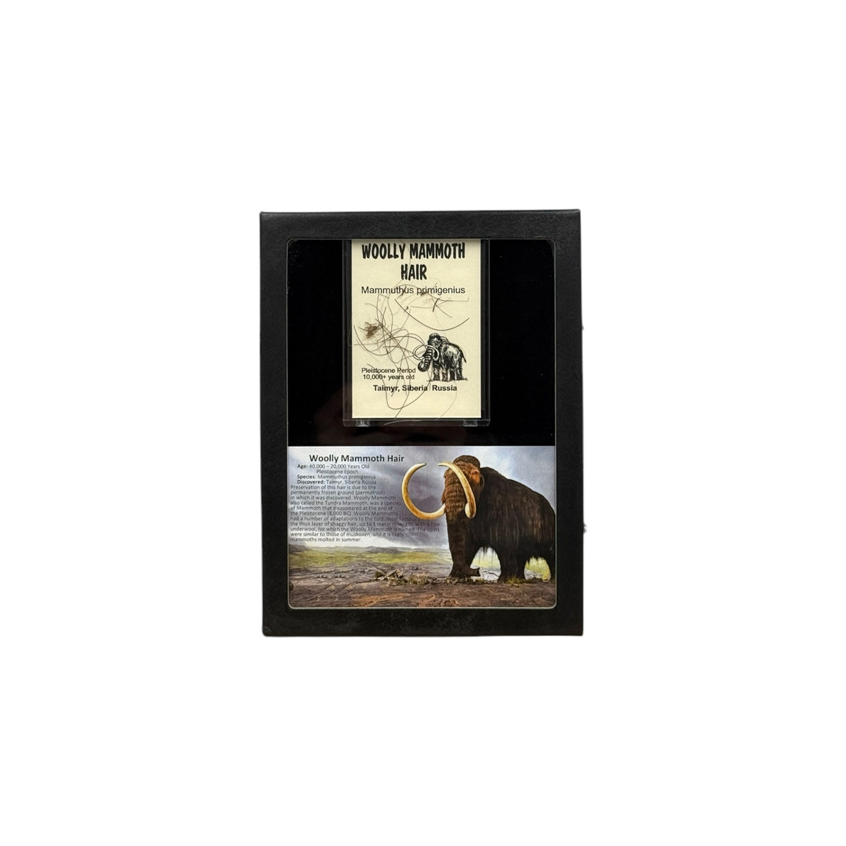 Woolly Mammoth Hair Display