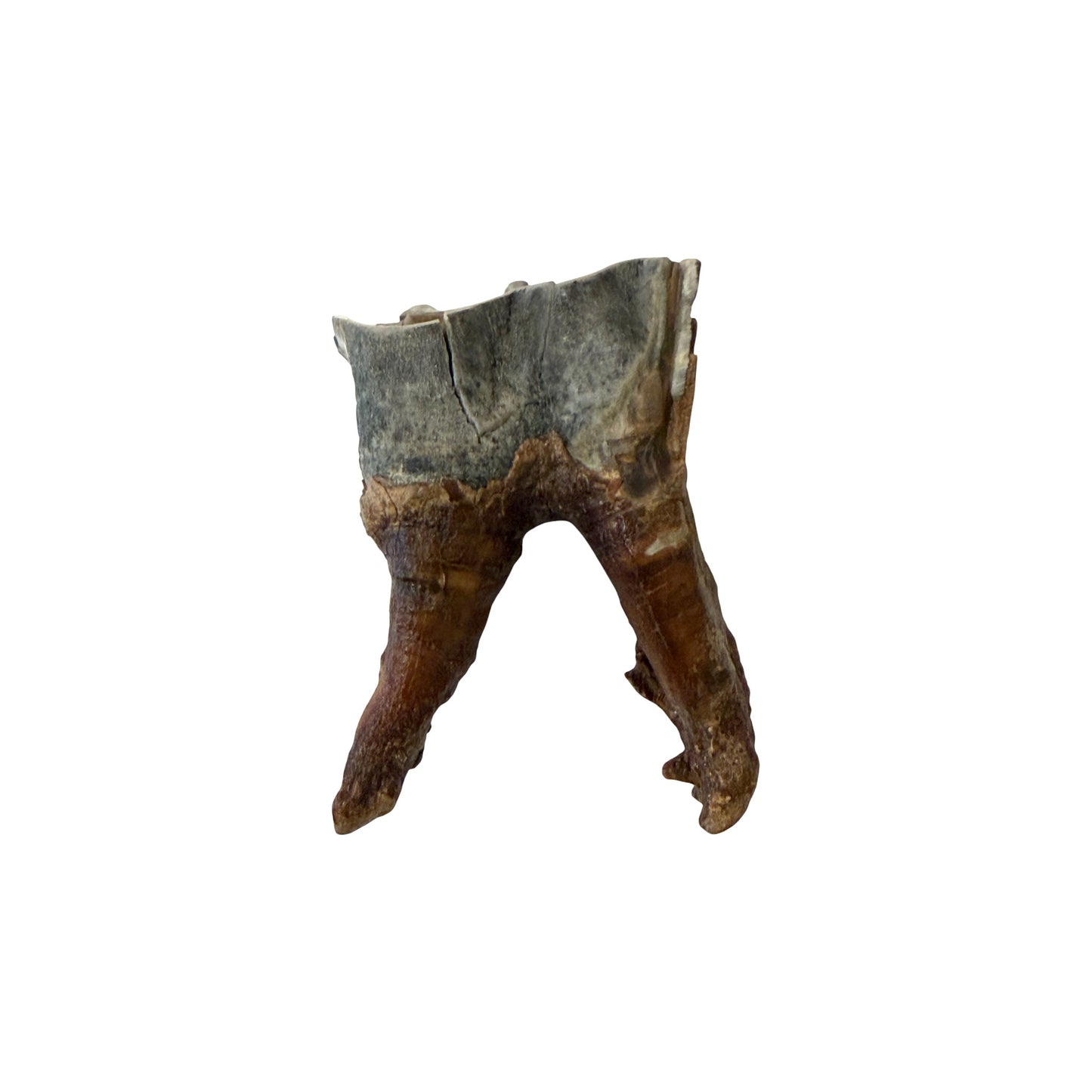 Woolly Rhino Tooth with Stand