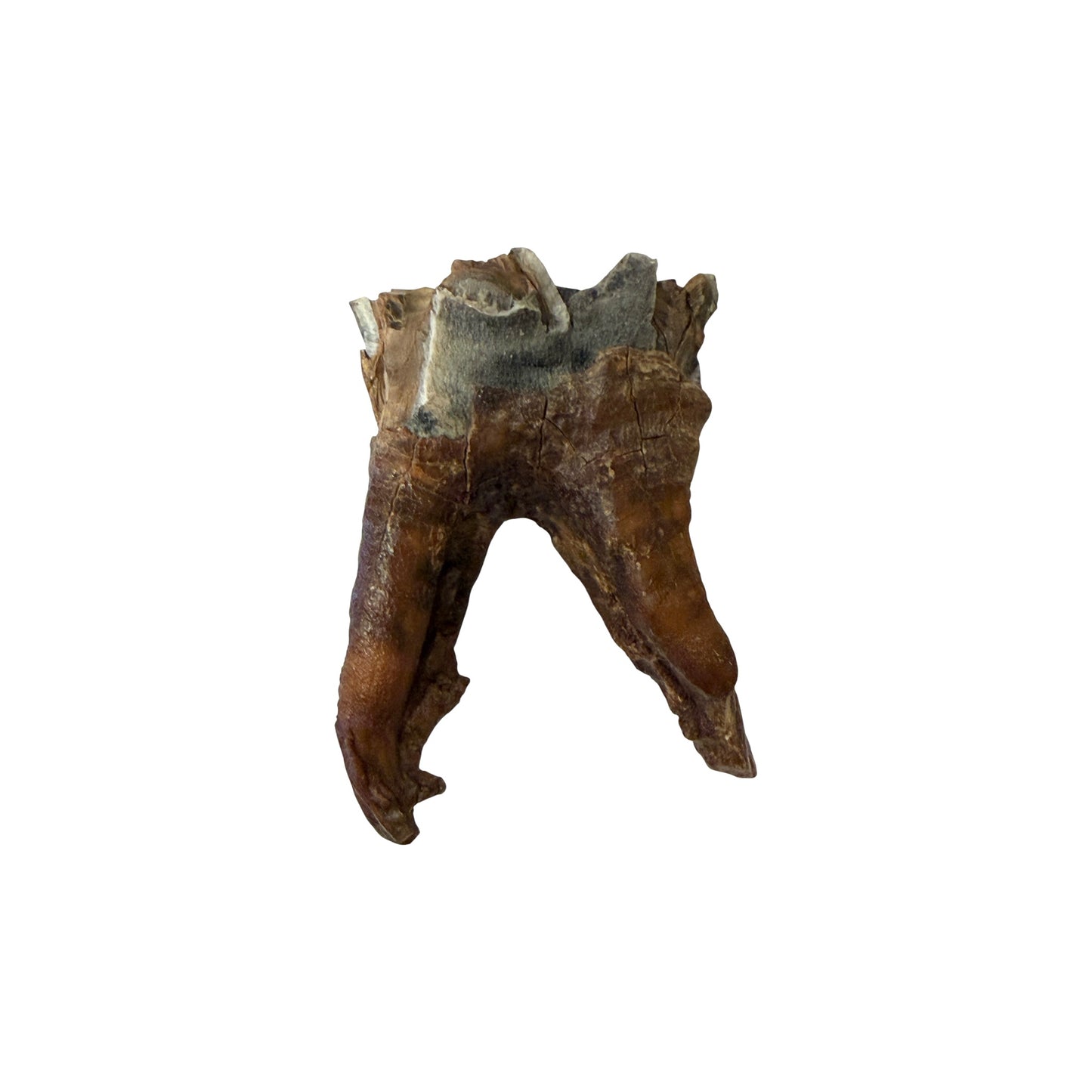 Woolly Rhino Tooth with Stand