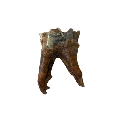 Woolly Rhino Tooth with Stand