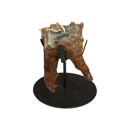 Woolly Rhino Tooth with Stand