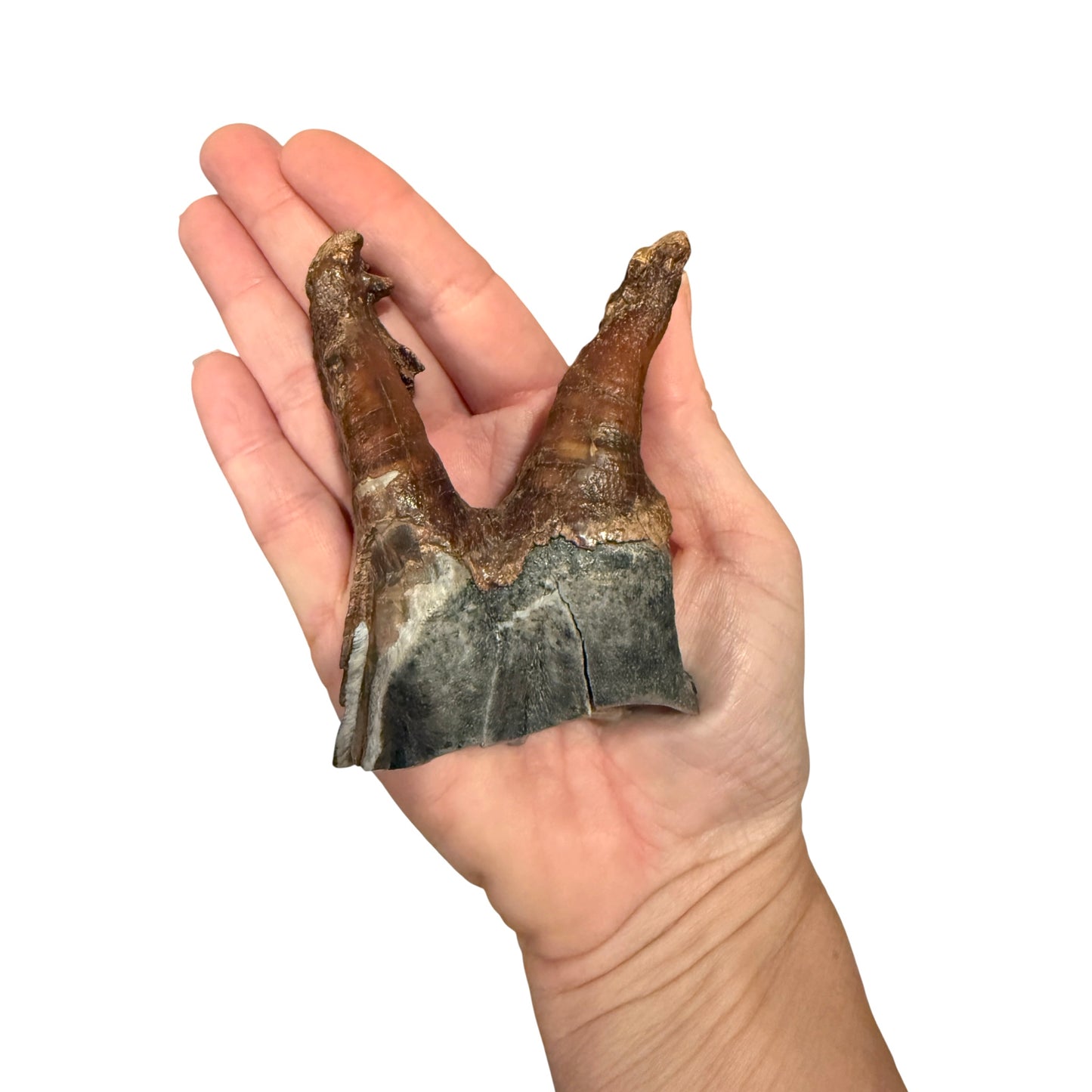 Woolly Rhino Tooth with Stand