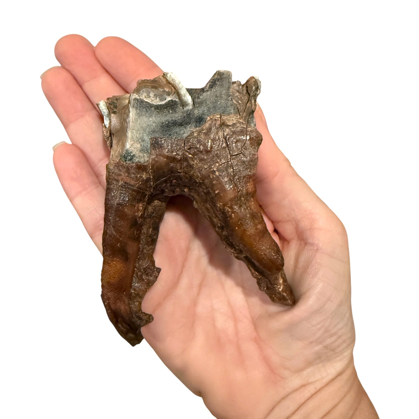 Woolly Rhino Tooth with Stand
