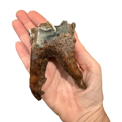 Woolly Rhino Tooth with Stand