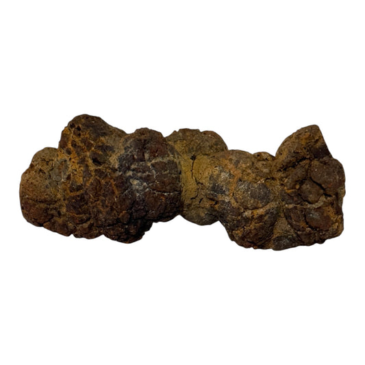 Coprolite (XL)