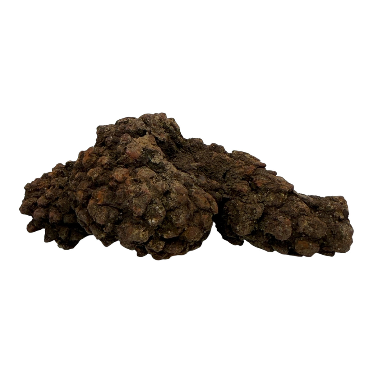 Coprolite (XL)