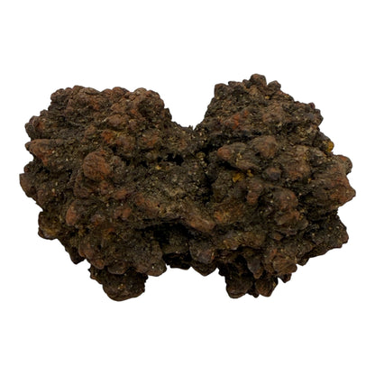Coprolite (XL)