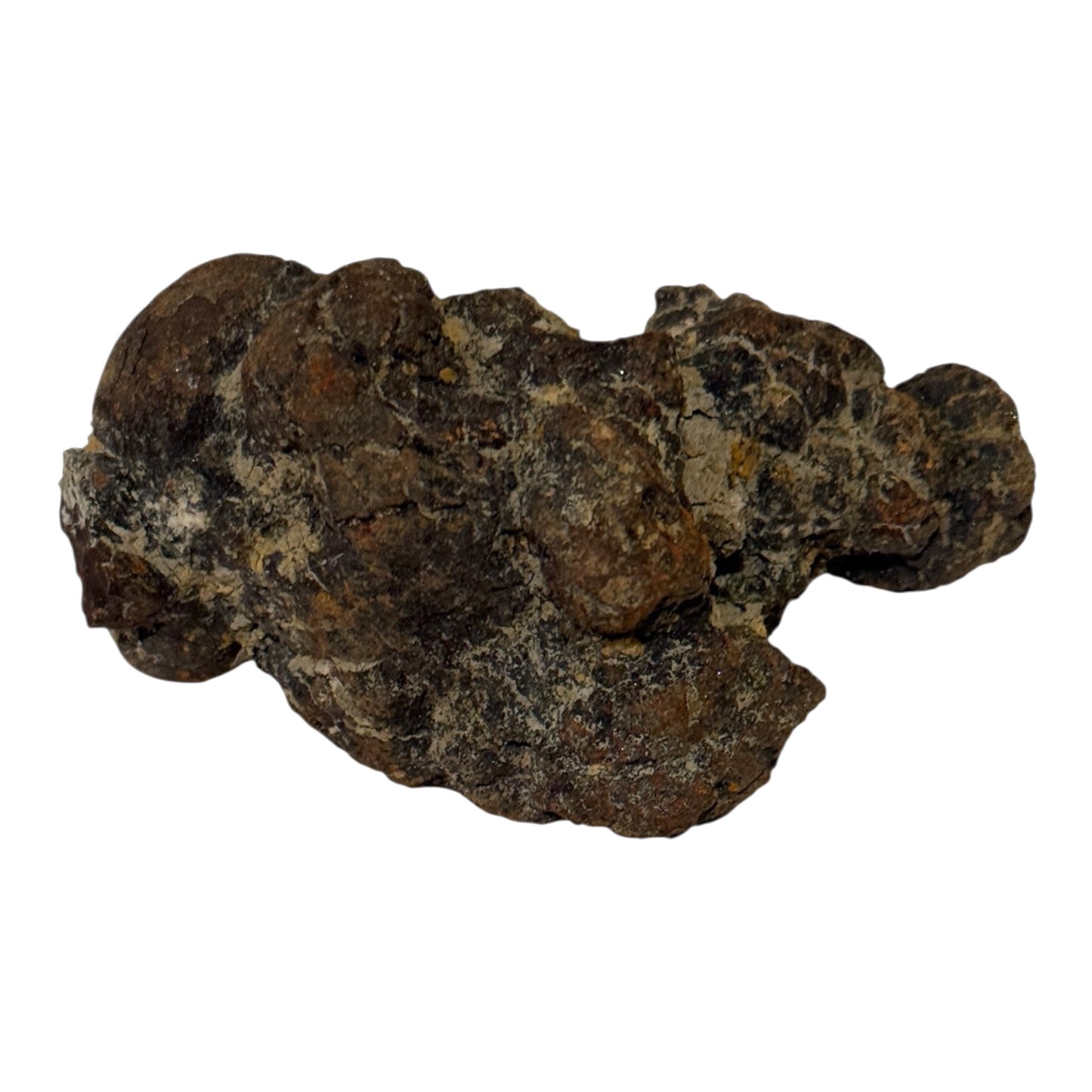 Coprolite (XL)