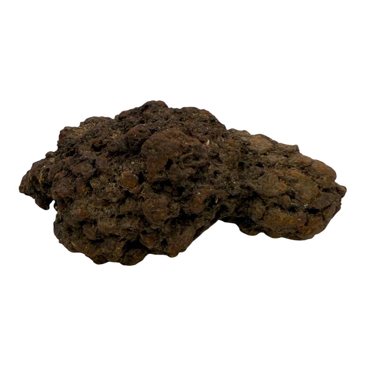 Coprolite (XL)