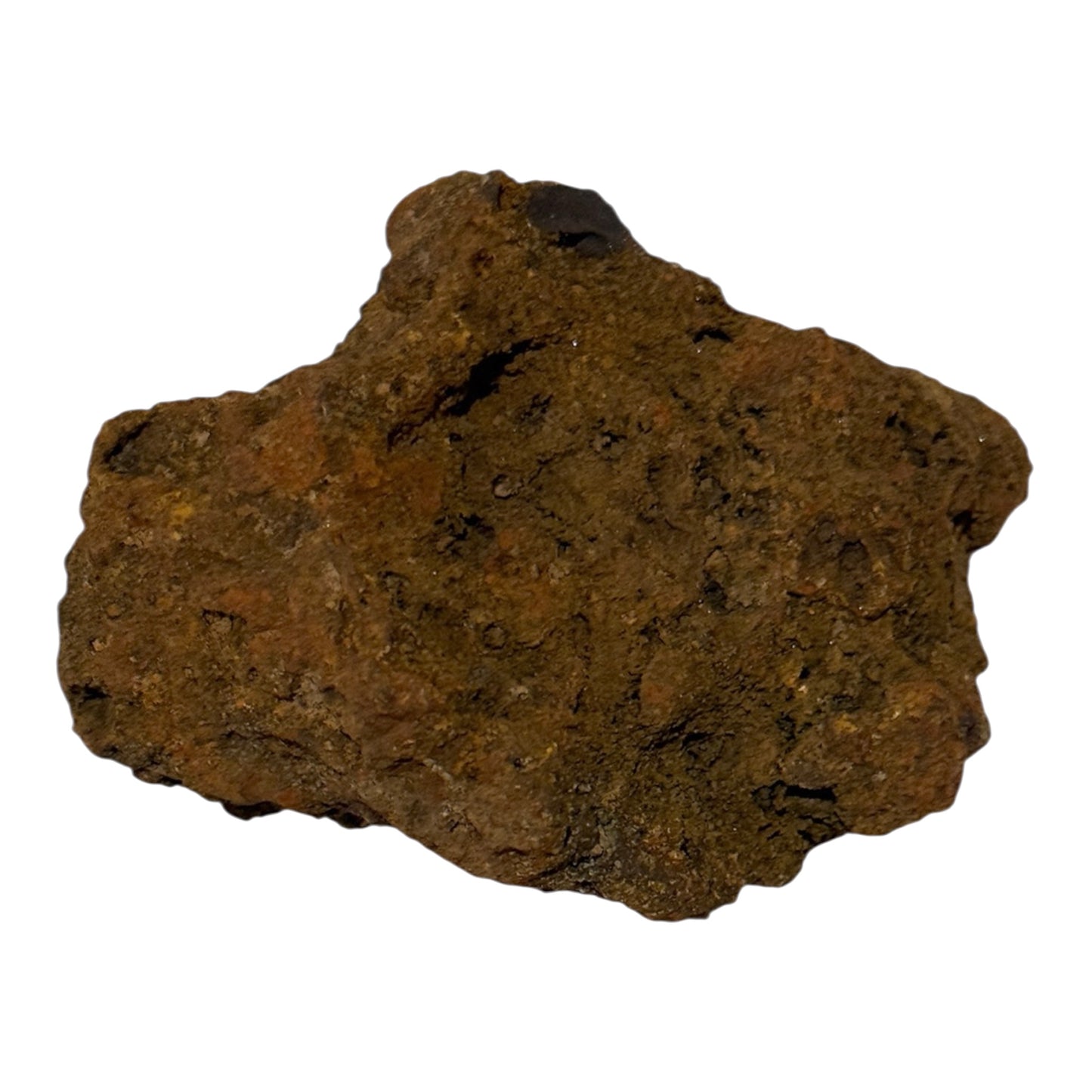 Coprolite (XL)