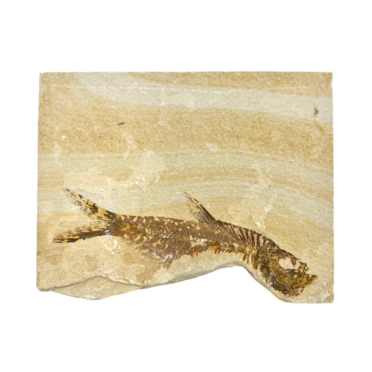 Fossil Fish Plate (Knightia from Green River Formation, XL)