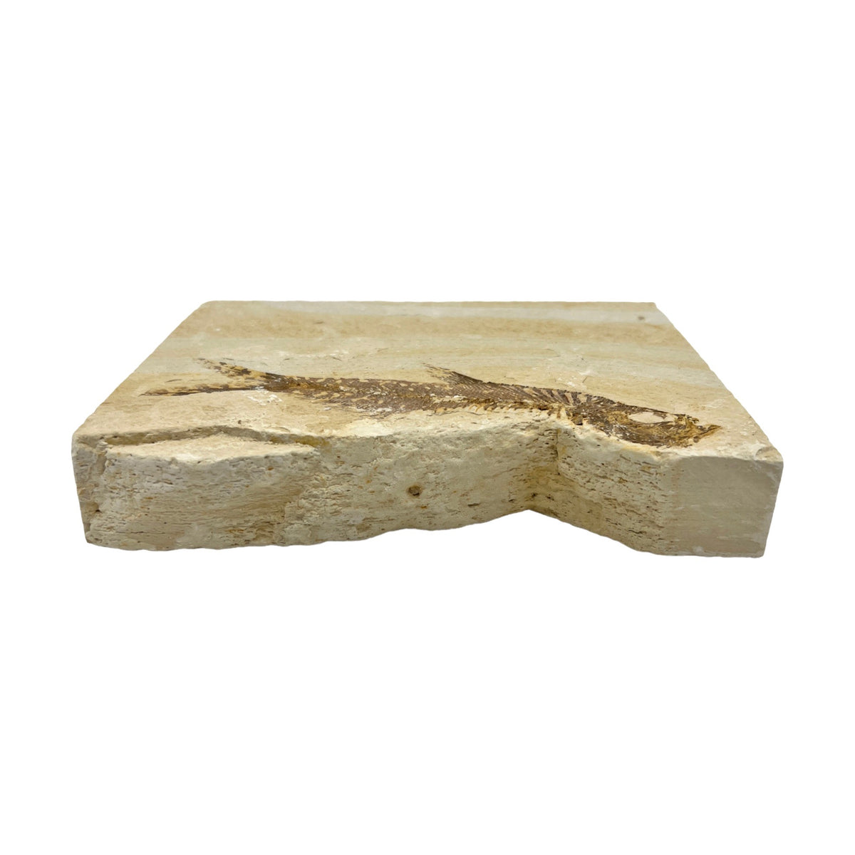 Fossil Fish Plate (Knightia from Green River Formation, XL)