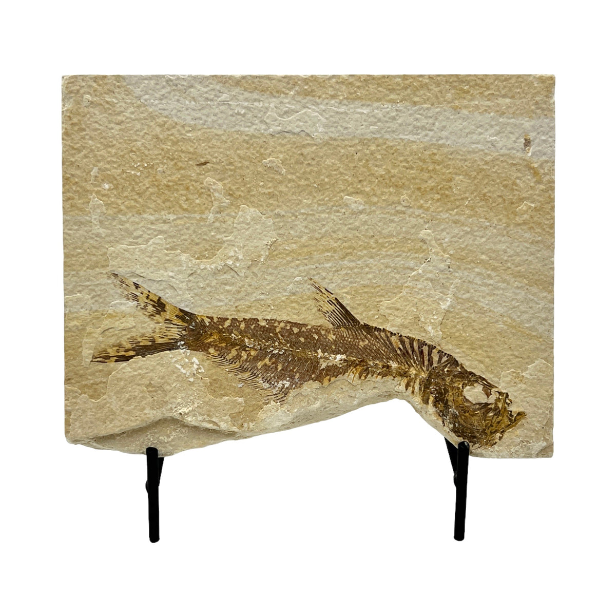 Fossil Fish Plate (Knightia from Green River Formation, XL)