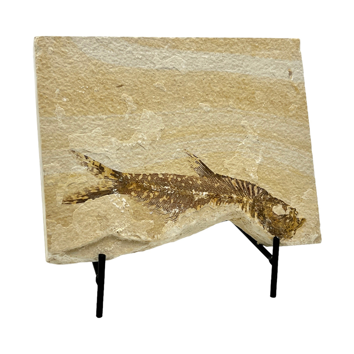 Fossil Fish Plate (Knightia from Green River Formation, XL)