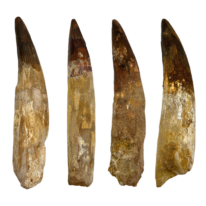 Fossilized Dinosaur Tooth (Spinosaurus, 6-7")