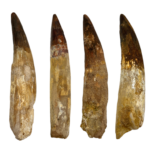 Fossilized Dinosaur Tooth (Spinosaurus, 6-7")