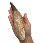 Fossilized Dinosaur Tooth (Spinosaurus, 6-7")