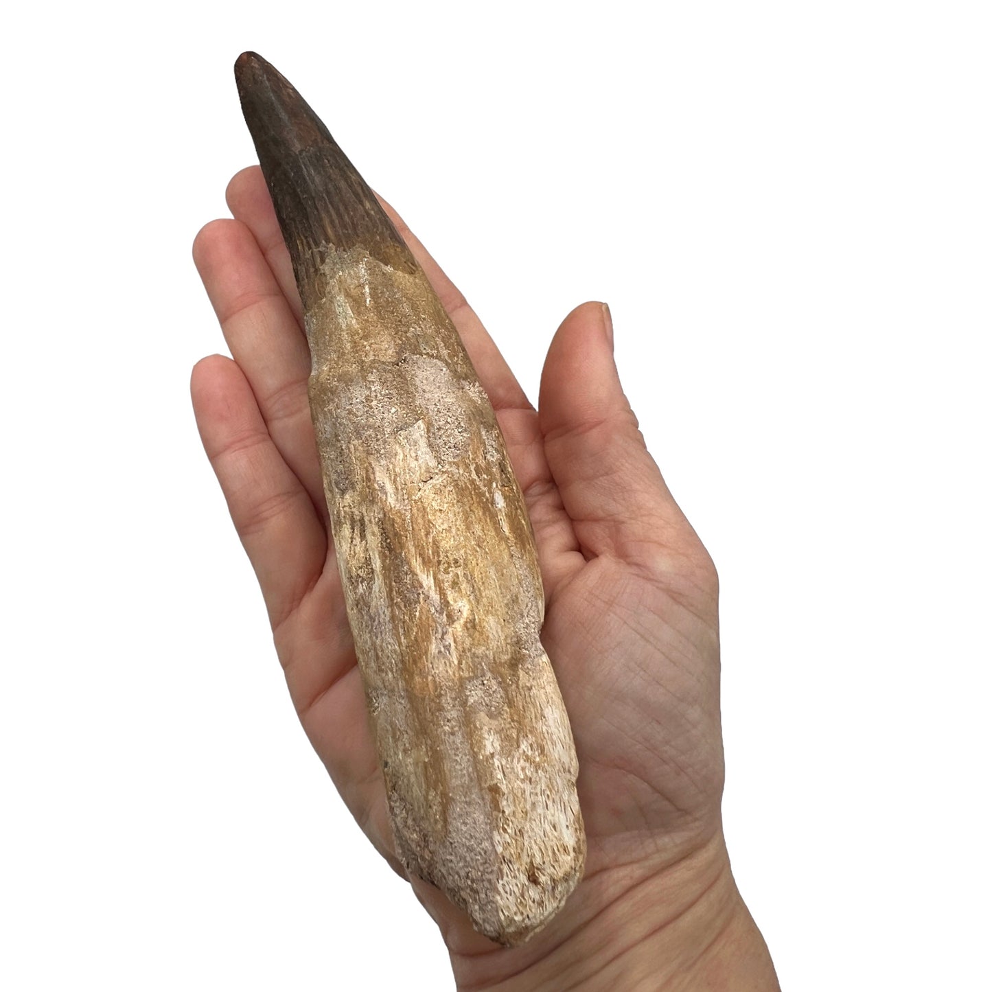 Fossilized Dinosaur Tooth (Spinosaurus, 6-7")