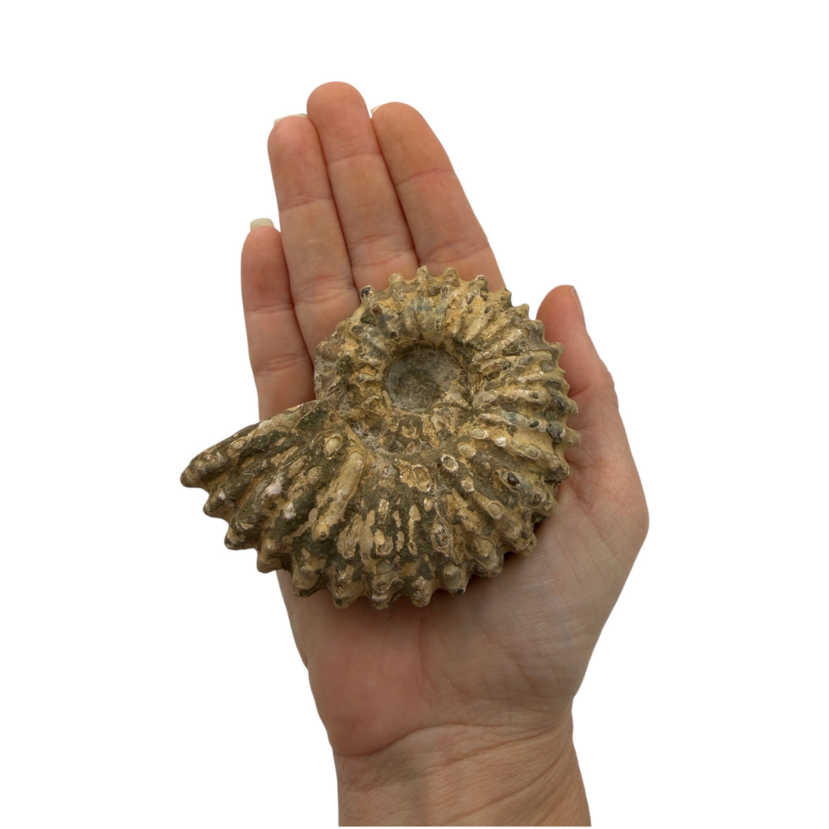 Ammonite (Spiny)