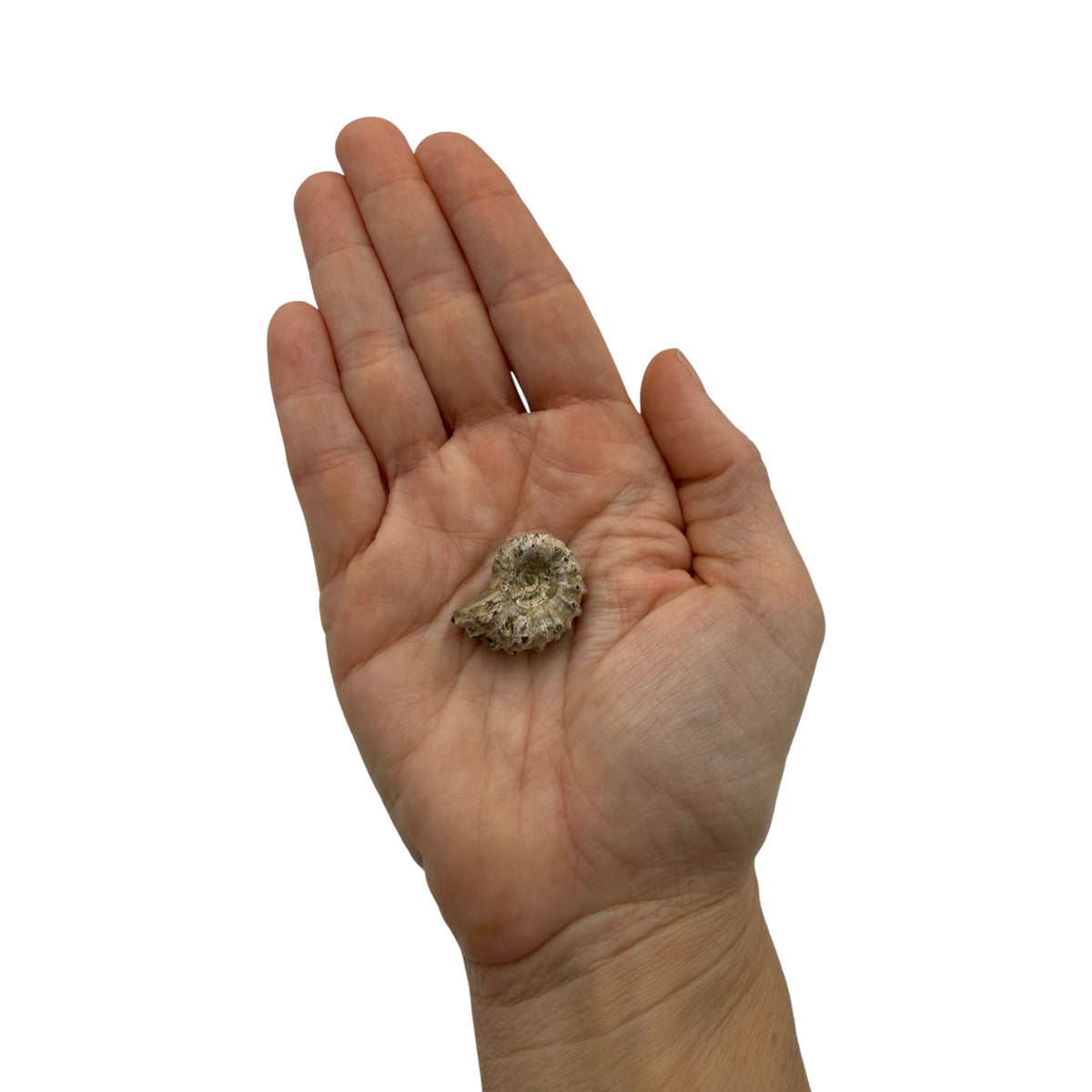 Ammonite (Spiny)