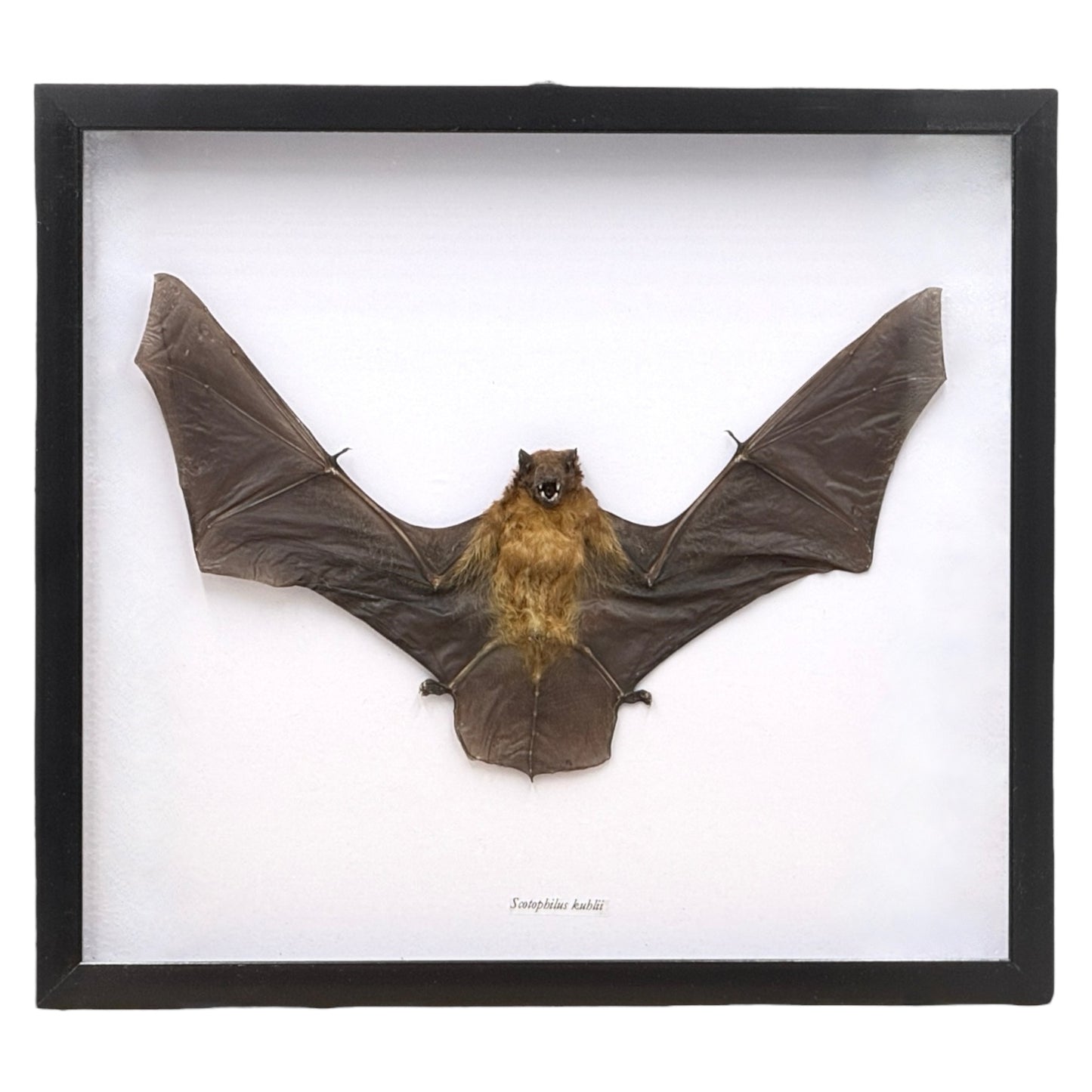 Yellow Bat in Frame