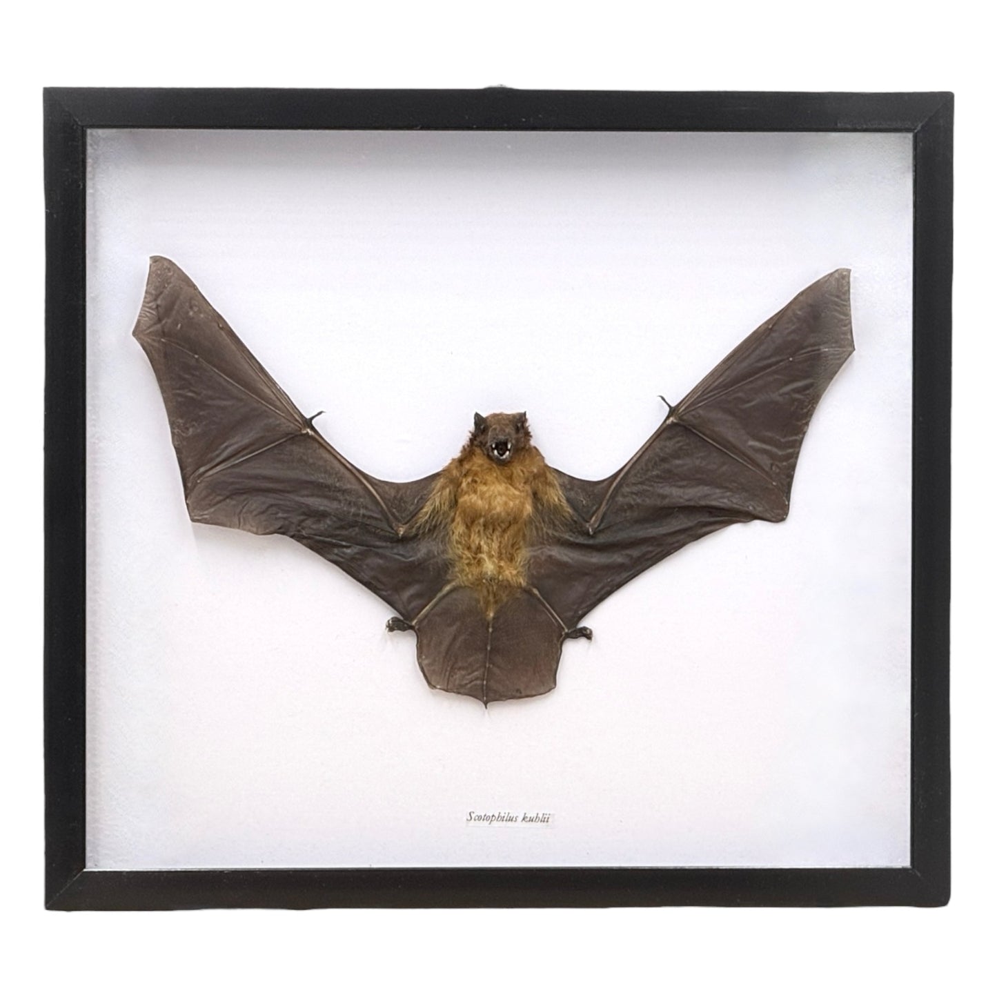 Yellow Bat in Frame