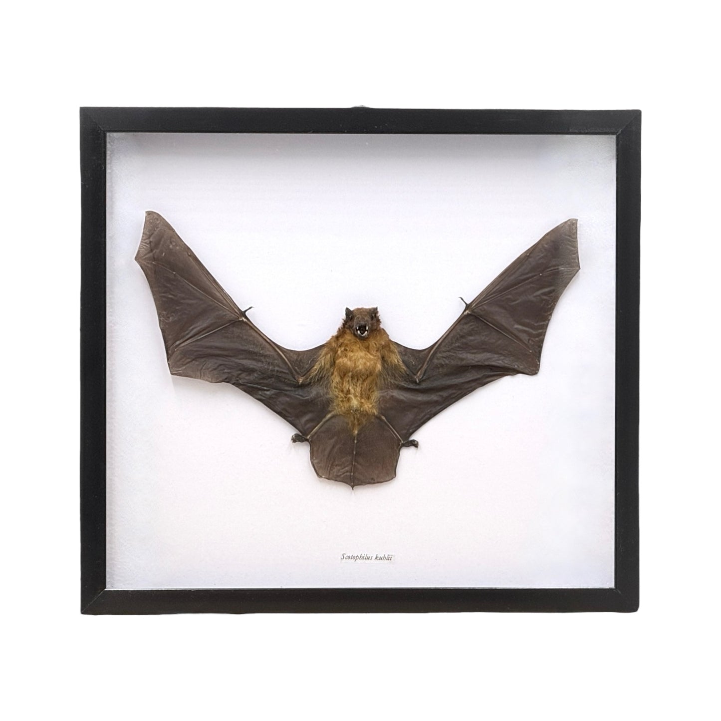 Yellow Bat in Frame