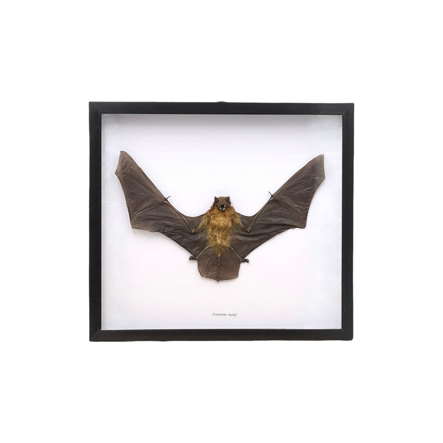 Yellow Bat in Frame