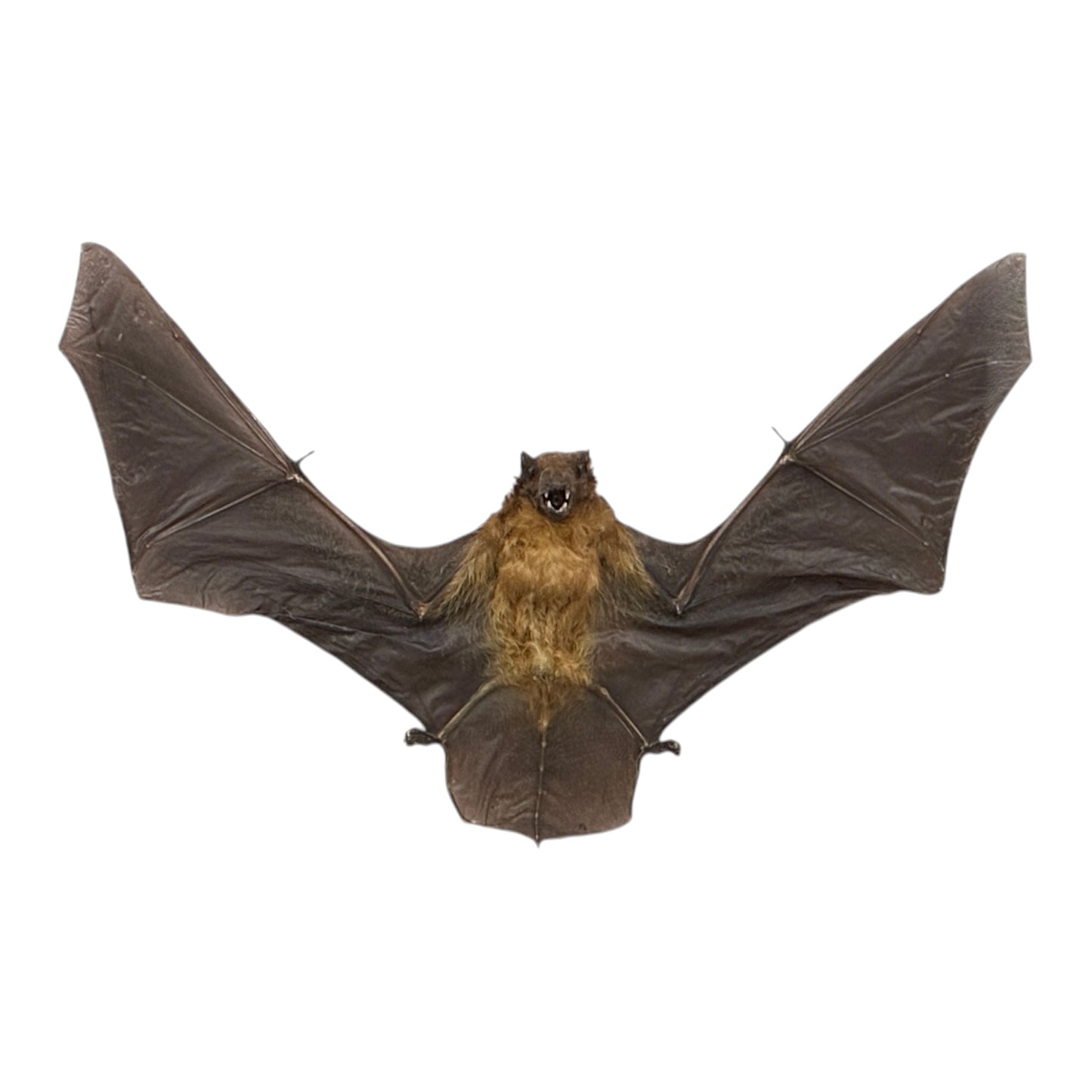 Yellow Bat in Frame