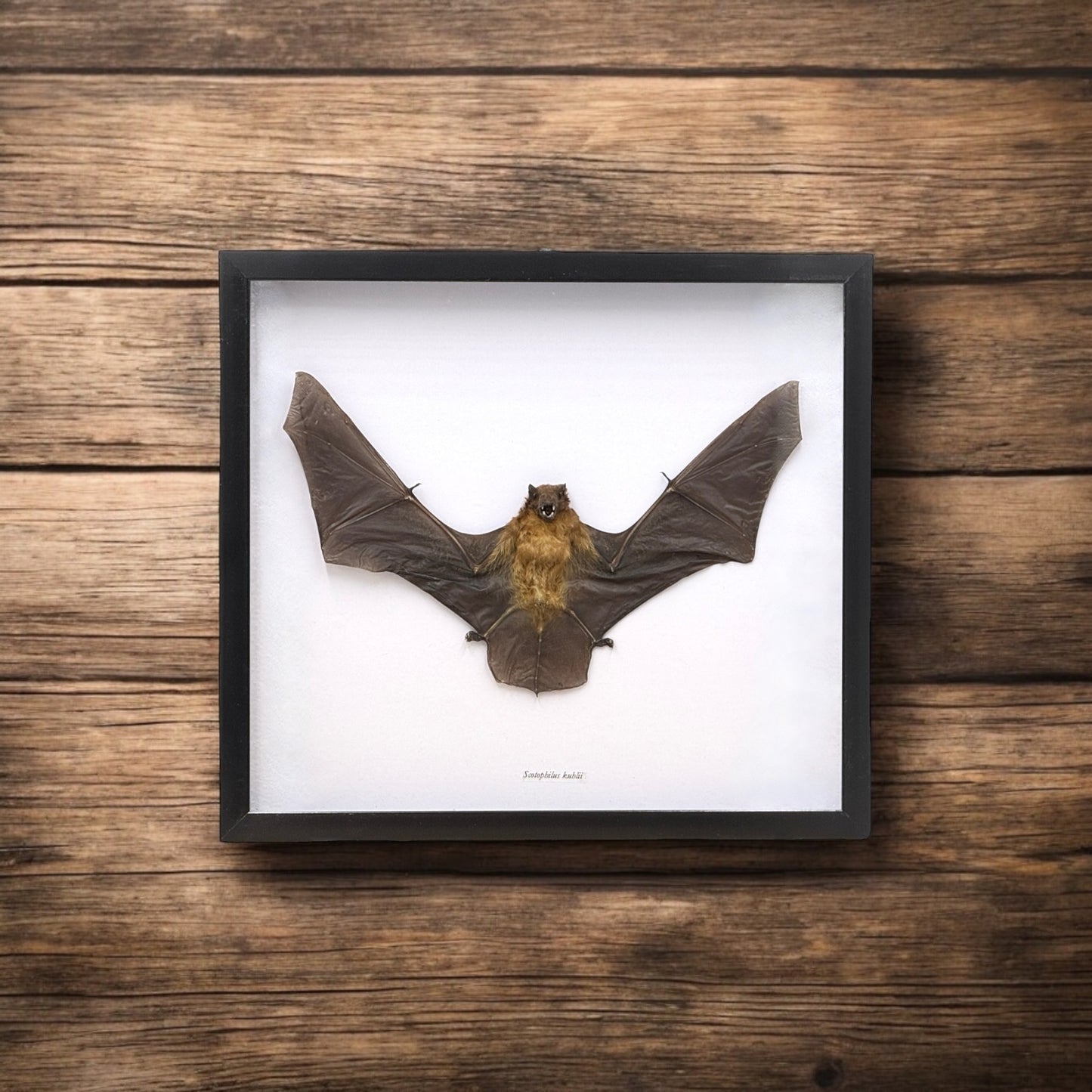 Yellow Bat in Frame