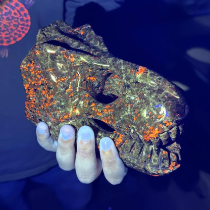 Skull (T-Rex)