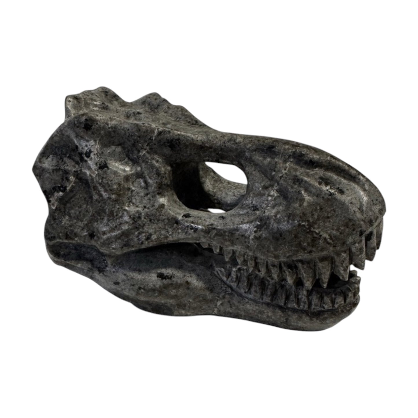 Skull (T-Rex)